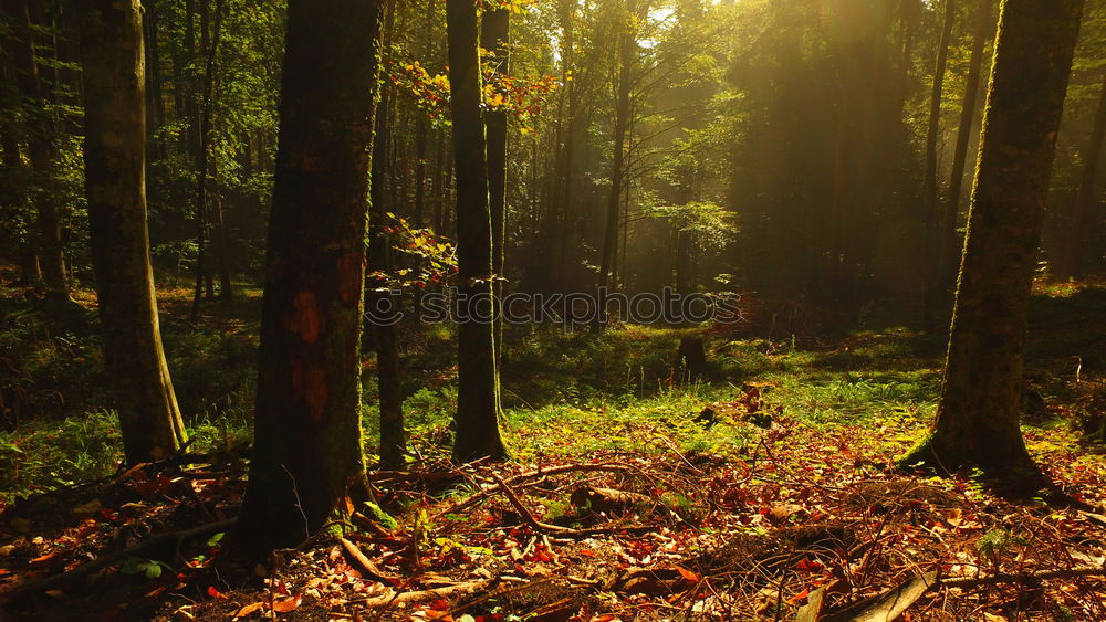 Similar – Forest light2 Tree Light