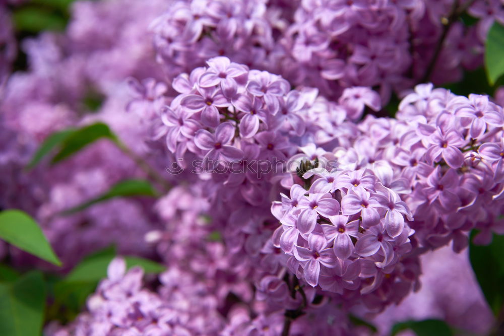 Similar – Image, Stock Photo Branch of beautiful purple lilac flowers on the bush