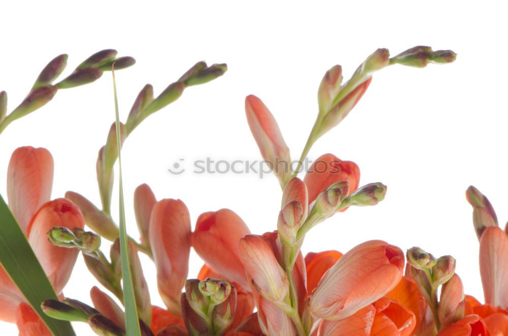 Similar – Red Tulips With Water Drops In Spring