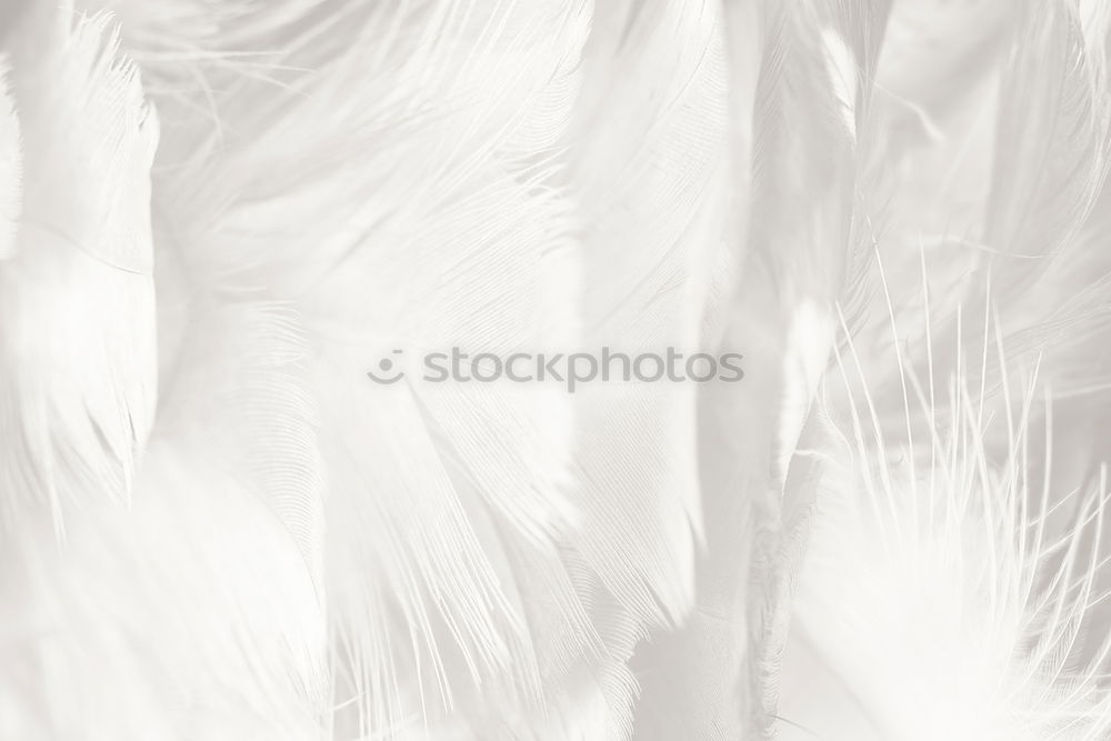 Similar – Image, Stock Photo Palm Sunday. Environment