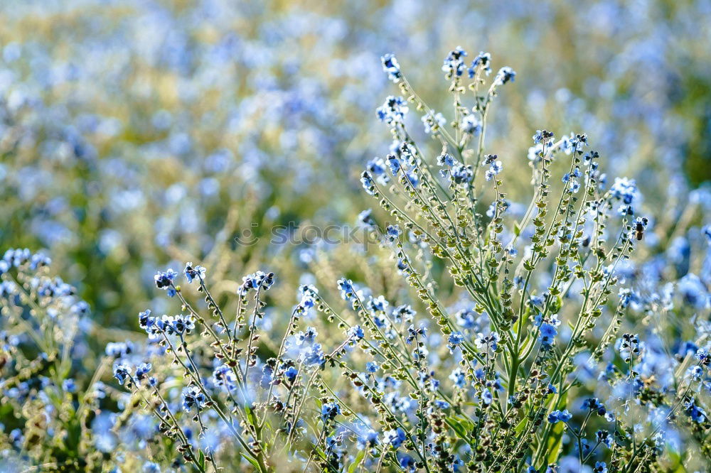 Similar – Image, Stock Photo cornflower blue. Grain