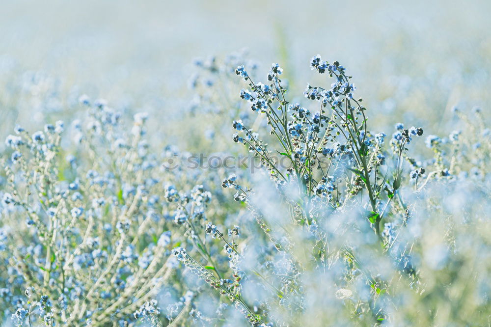 Image, Stock Photo hyposensitization Grass