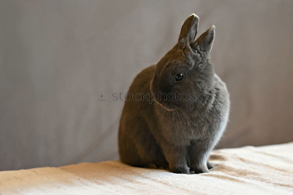Similar – Image, Stock Photo Have you had enough of me?
