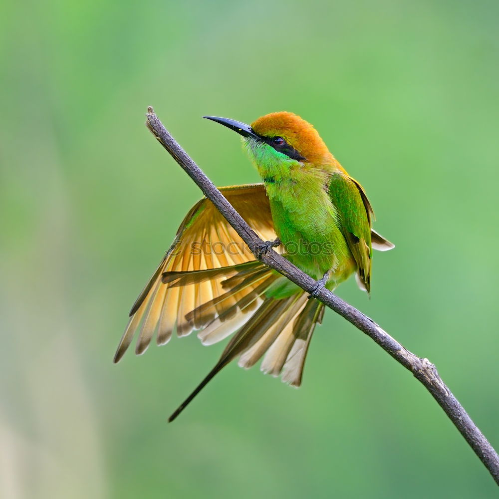 Similar – Flying Artist (Hummingbird, Cloud Forest Ecuador)