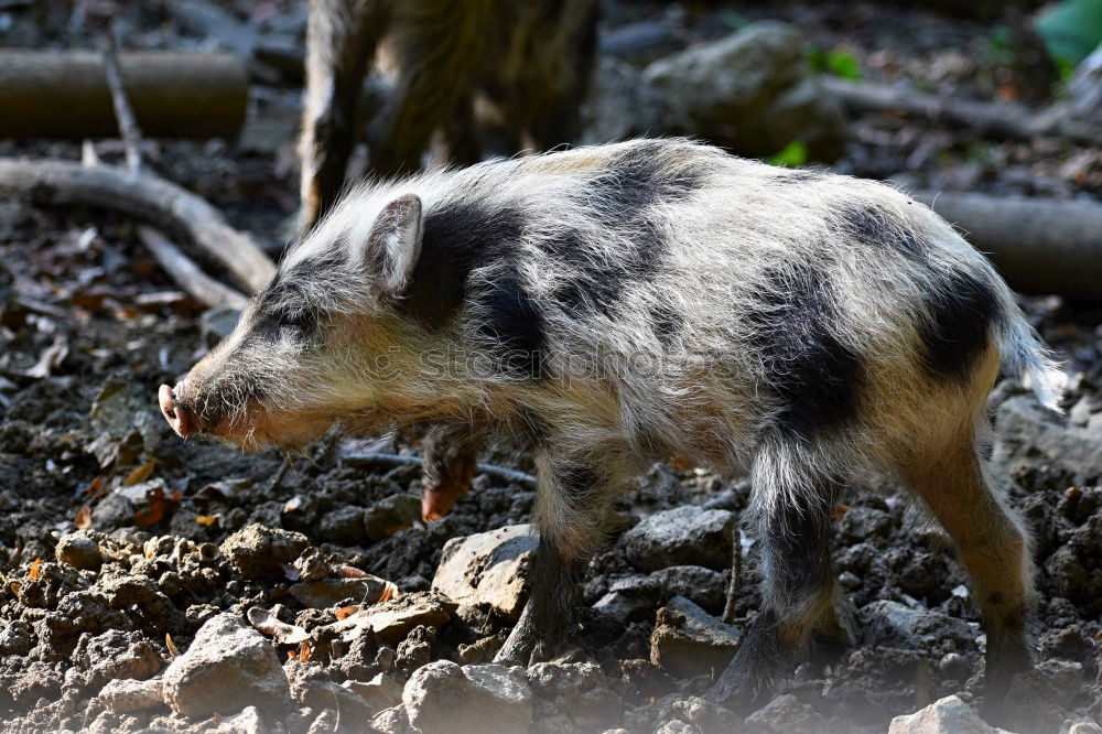 Similar – Image, Stock Photo huge wild boar coming towards the camera