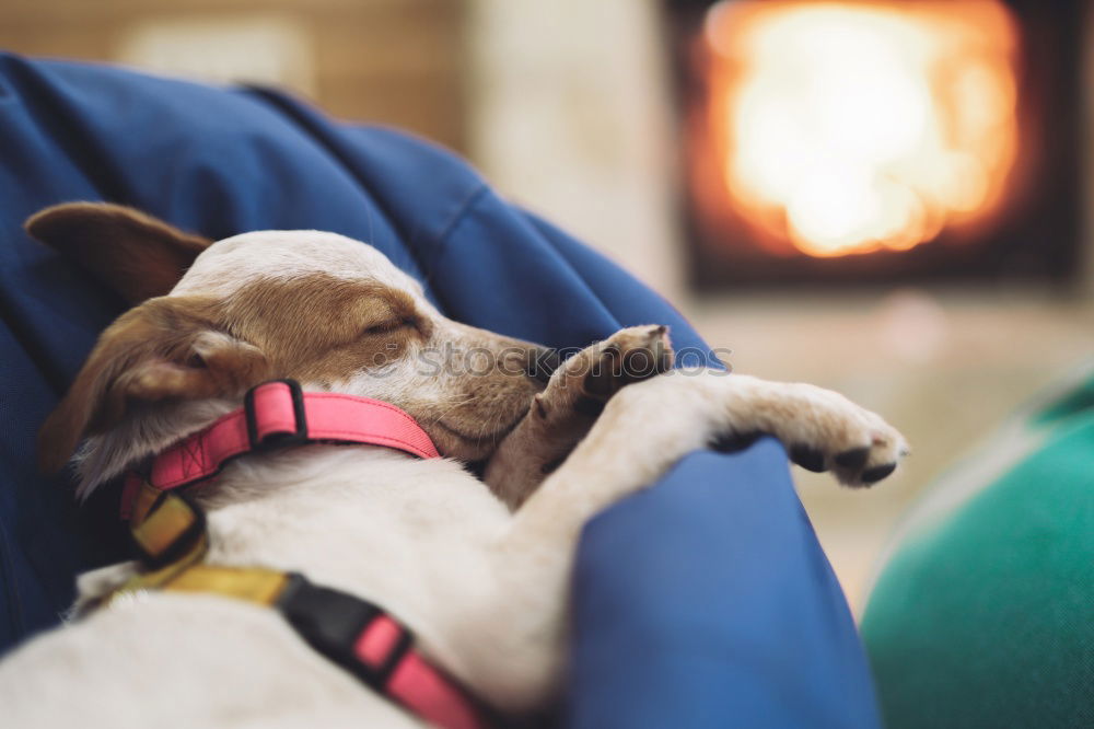 Similar – Foto Bild Weibliche Füße und süßer Hund im Kamin vor dem Kamin