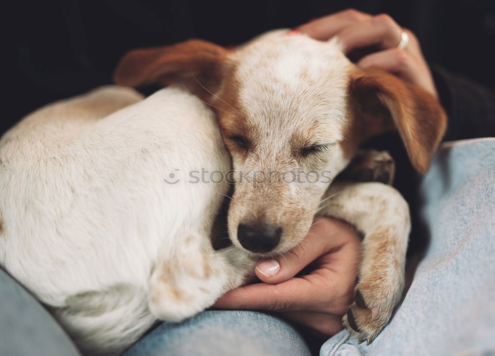 Similar – Peace, joy, dog biscuits.