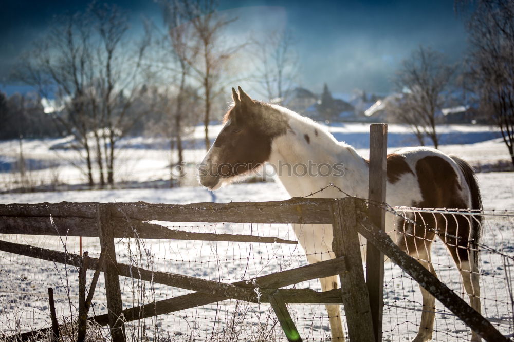 Similar – Image, Stock Photo Two horses Winter Nature