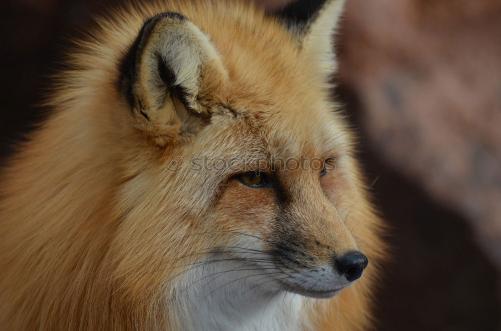 Similar – Image, Stock Photo close-up fox portrait Face