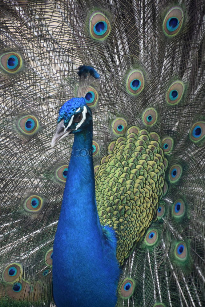 Similar – Image, Stock Photo Such a peacock Animal