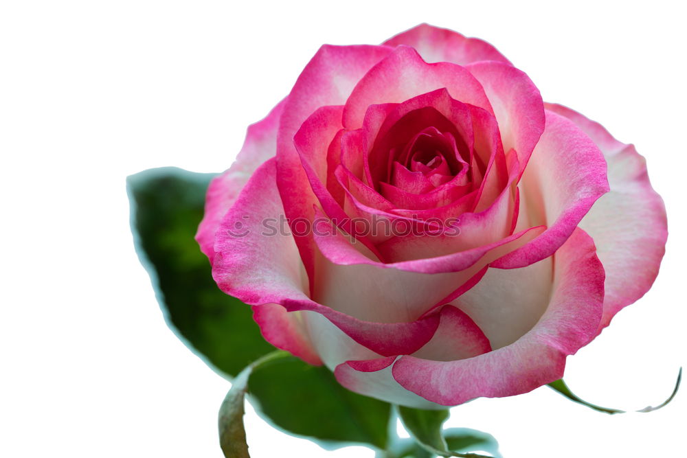 Similar – Pink Rose Elegant Style