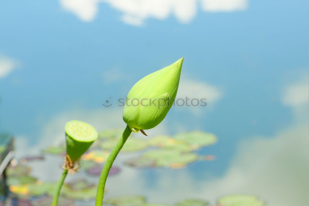 Similar – Image, Stock Photo red wine Summer