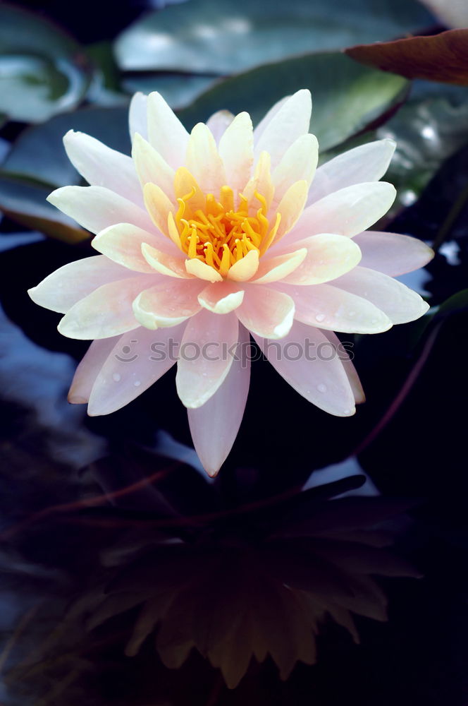 Similar – water lily splendour Water