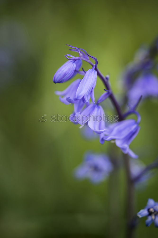 Similar – Macro Flower Violet Green