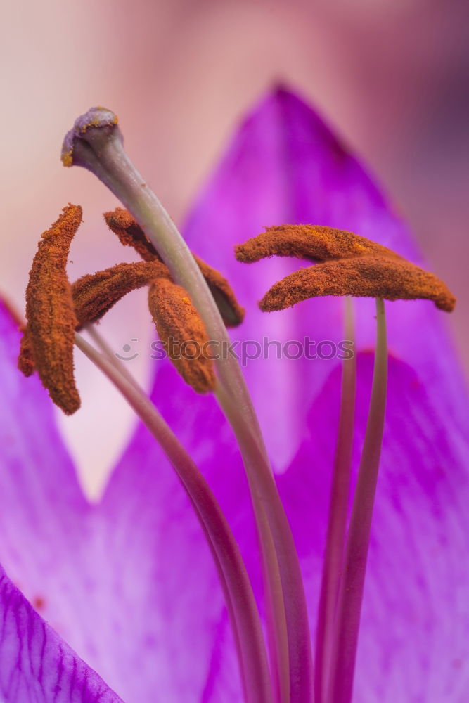 Similar – Ville de Lyon, Clematis Hybrid