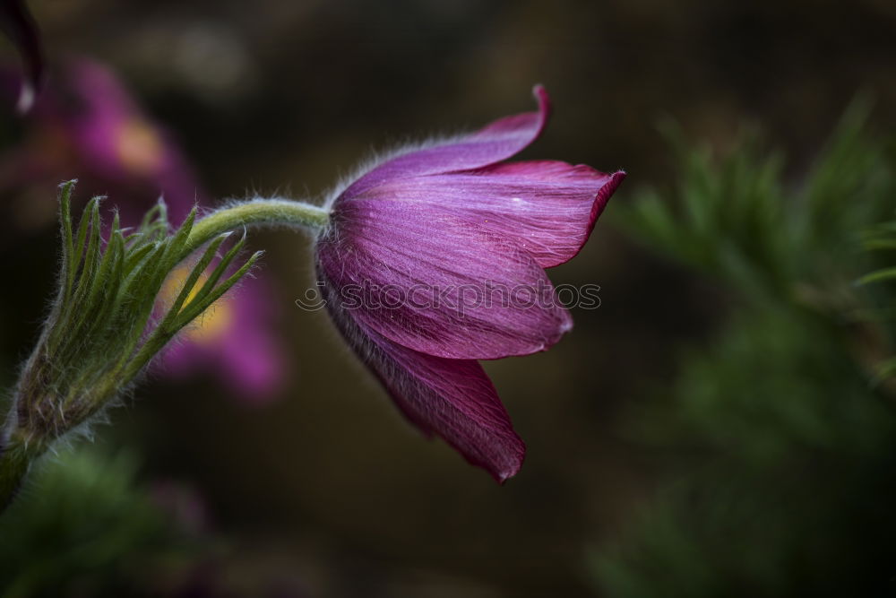 Similar – Macro Flower Violet Green