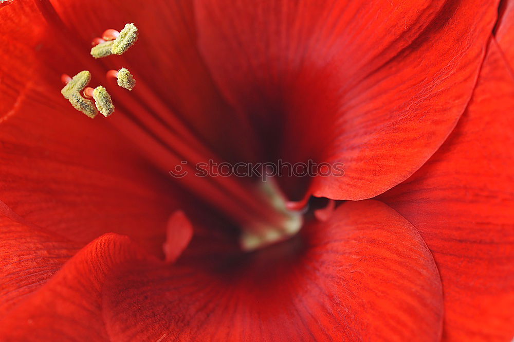 Similar – Foto Bild Stockrose Malvengewächse