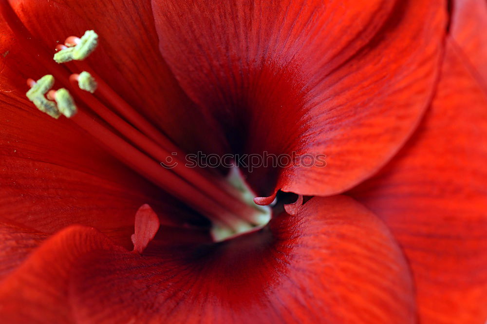 Similar – Mohn Klatschmohn rot