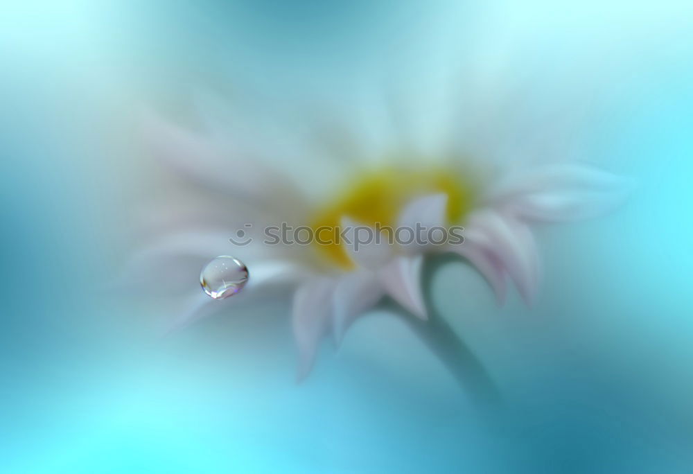 Similar – Image, Stock Photo daisies of the galaxy