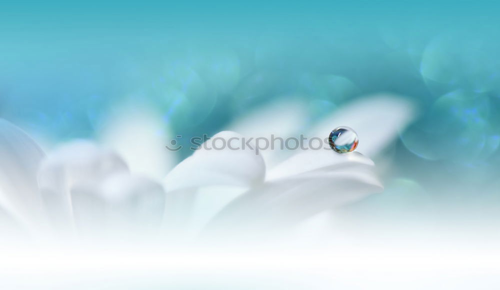 Similar – Image, Stock Photo floating flower Nature