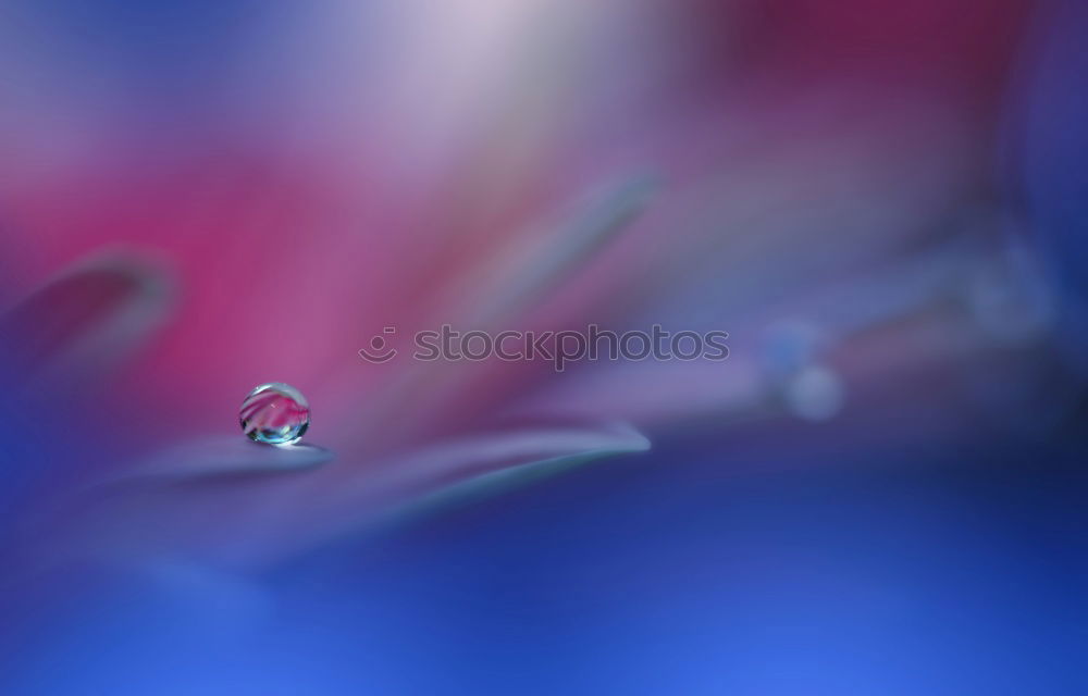 Similar – Image, Stock Photo the world blurs in blue and pink