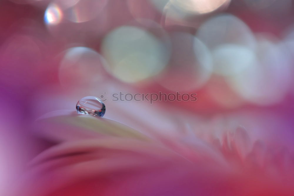 Image, Stock Photo Turkish Lily