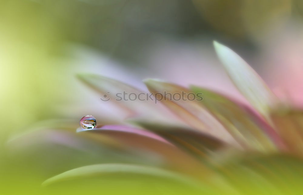 Similar – Image, Stock Photo Barberry with raindrops