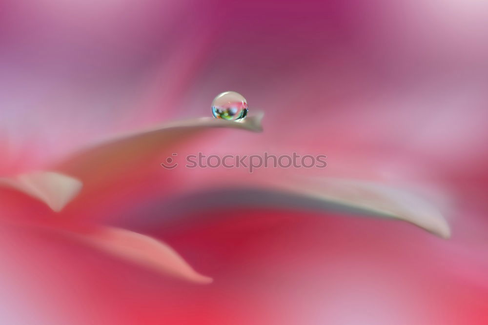 Similar – Image, Stock Photo flowering tulip Tulip