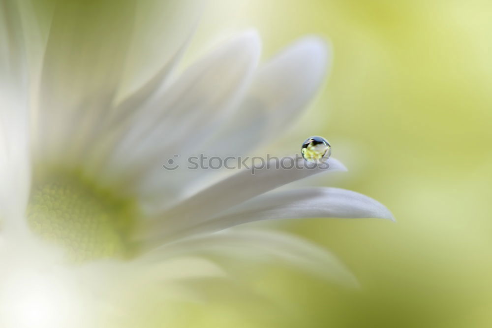 Similar – Image, Stock Photo Lady’s mantle with drops