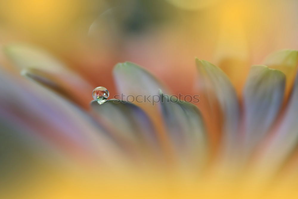 Similar – Image, Stock Photo Peruvian lily with raindrops