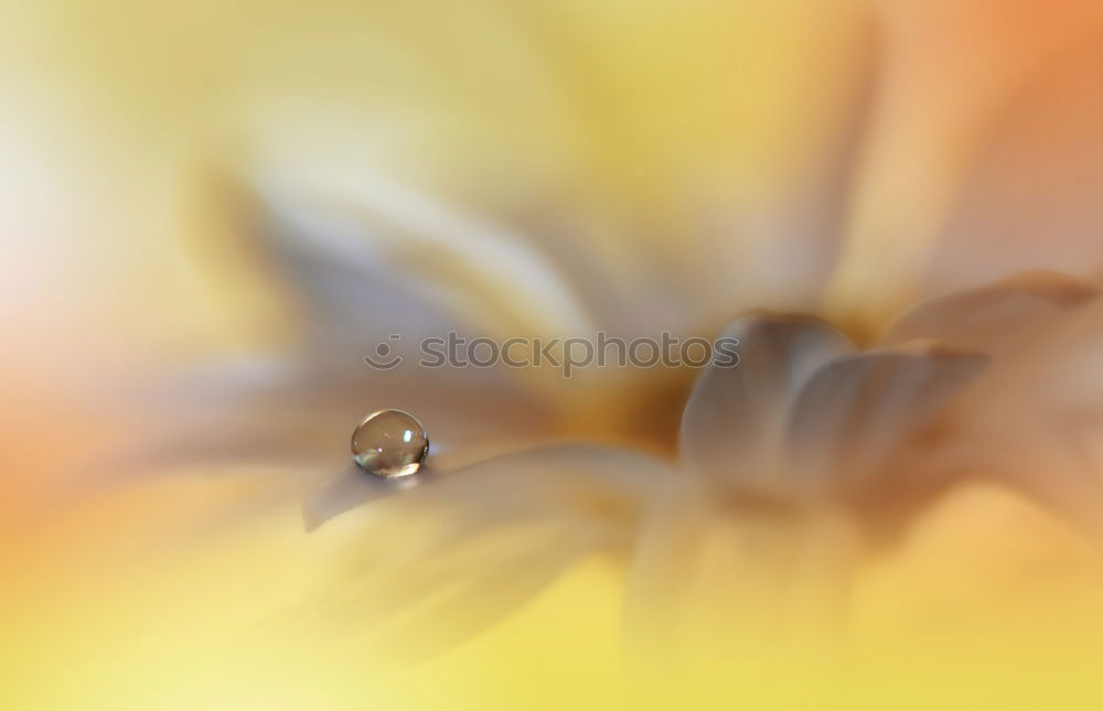 Similar – Image, Stock Photo Orange blossom dream.