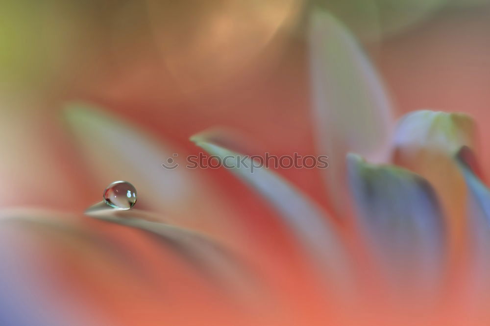 Similar – Image, Stock Photo sunbath Leaf