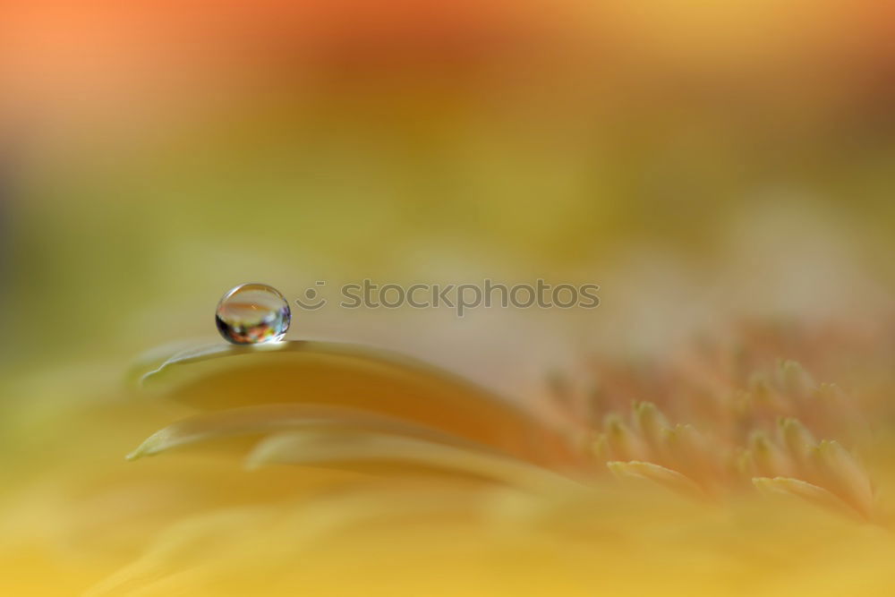 Similar – Image, Stock Photo Sky blue leaf beetle on a daffodil blossom