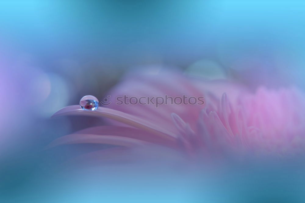 Similar – Image, Stock Photo floating flower Nature