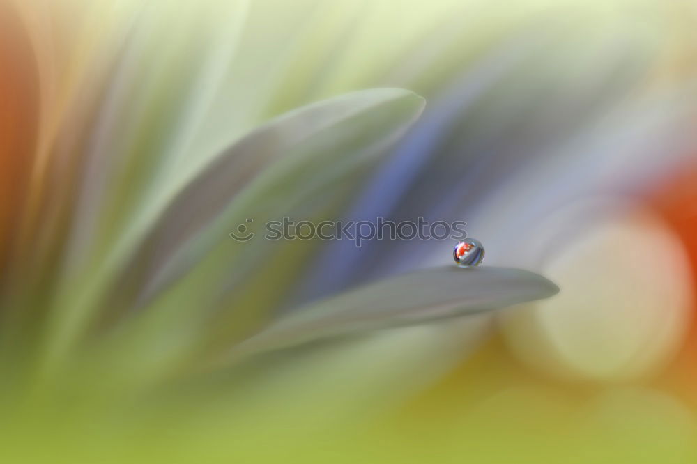 Similar – Image, Stock Photo Barberry with raindrops