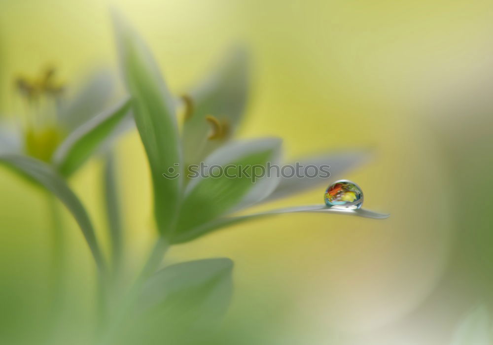 Similar – Foto Bild Frühlingsbote Natur Sommer