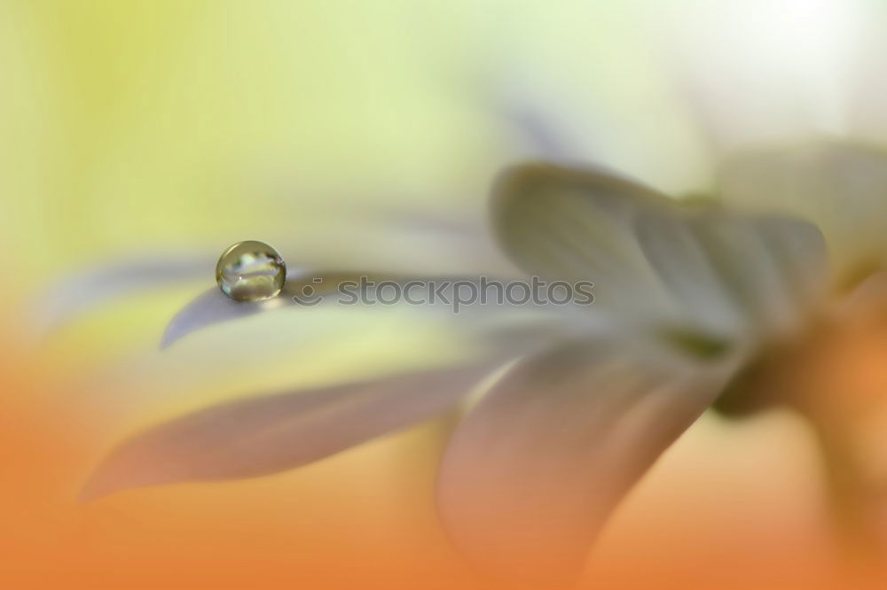 Similar – Spätsommer Blümchen Nature