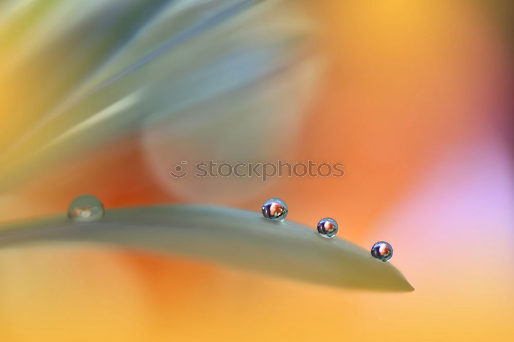 Similar – Image, Stock Photo sunbath Leaf