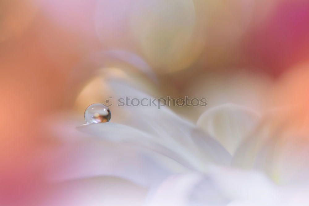 Similar – Image, Stock Photo Peruvian lily with raindrops