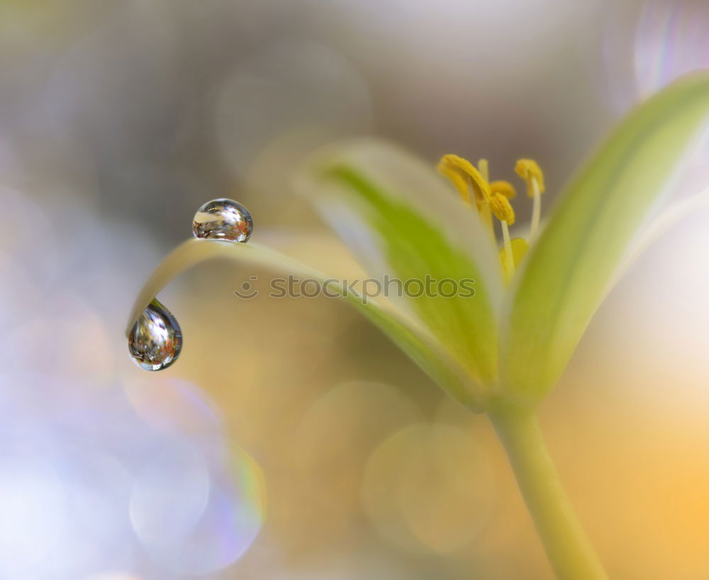 Similar – Image, Stock Photo Lady’s mantle with drops