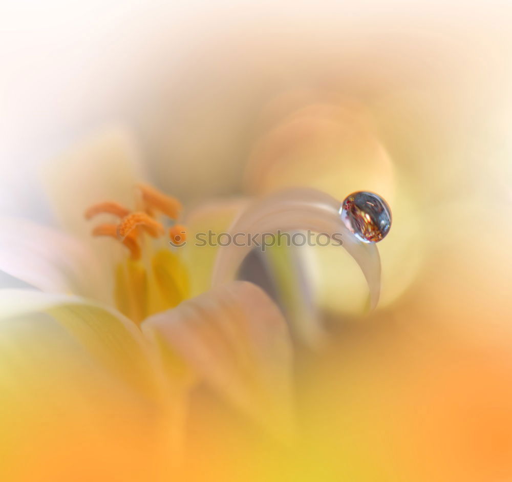 Similar – Image, Stock Photo Topping: ladybug on a flowering broccoli plant