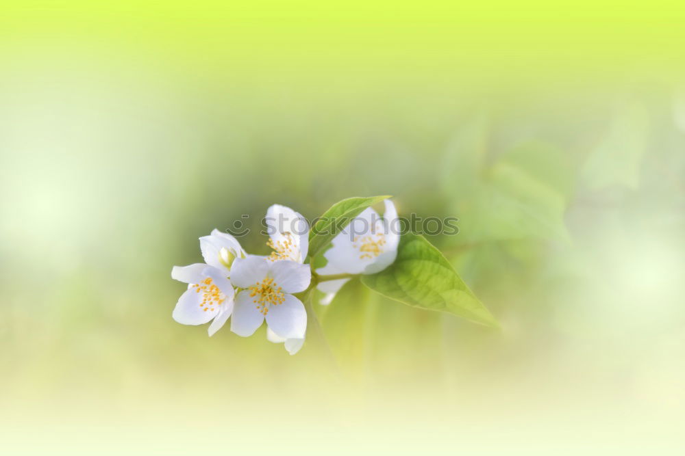 Similar – sea of blossoms Nature