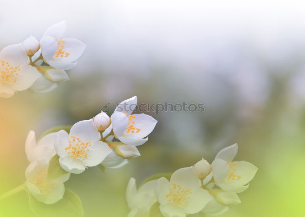 Similar – Frühlingsanfang Natur