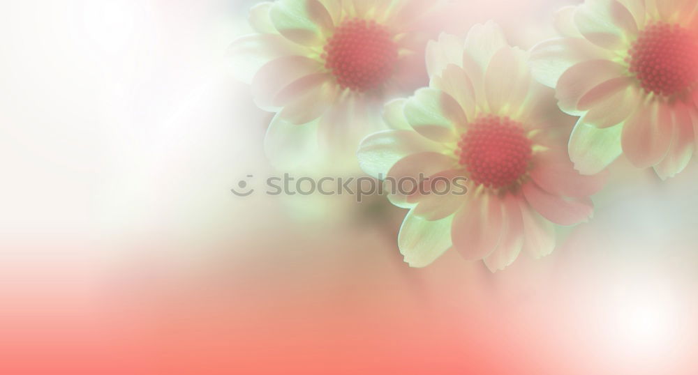 Similar – Yellow garden flowers in cup with ribbon