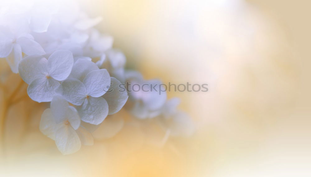 Similar – Image, Stock Photo White flowers on a blossom cherry tree with soft background