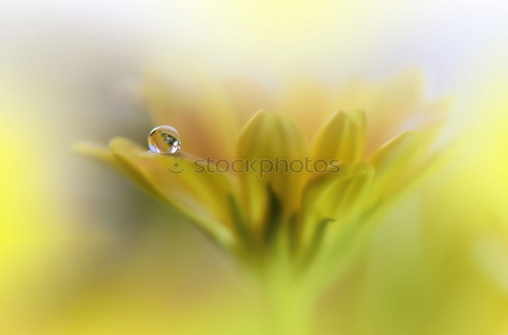 Similar – Image, Stock Photo Lilly Green White Yellow