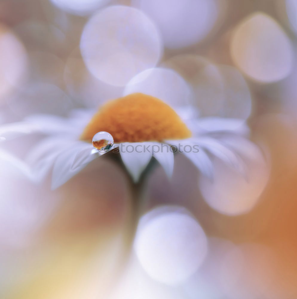 Similar – Blue anemone blossom