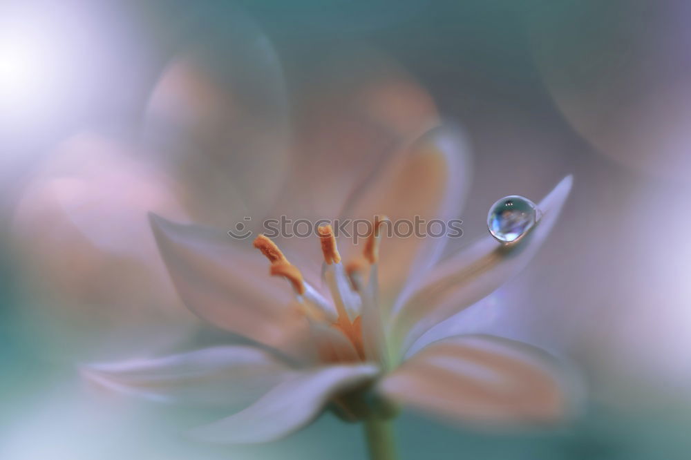 Similar – Image, Stock Photo The little flower in spring