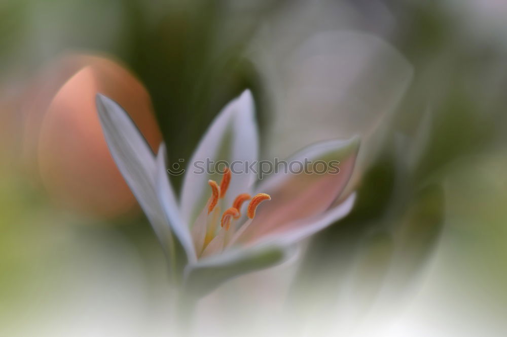 Similar – Image, Stock Photo Peruvian lily with raindrops