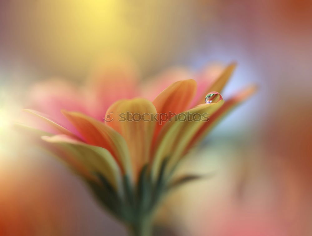 Similar – Image, Stock Photo Gerbera I Interior design